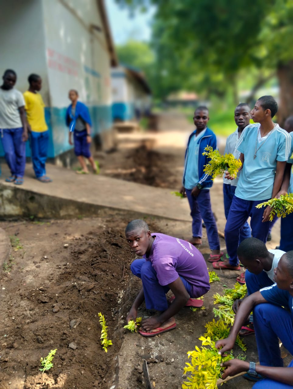 Students planting tree